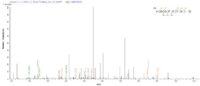 Additional SEQUEST analysis of the LC MS/MS spectra from QP7606 identified an additional between this protein and the spectra of another peptide sequence that matches a region of Secretory phospholipase A2 receptor confirming successful recombinant synthesis.