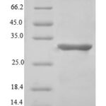 SDS-PAGE separation of QP7607 followed by commassie total protein stain results in a primary band consistent with reported data for Microfibrillar-associated protein 5. These data demonstrate Greater than 90% as determined by SDS-PAGE.