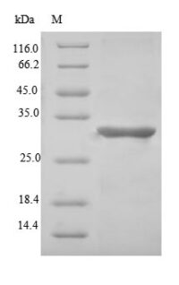 SDS-PAGE separation of QP7607 followed by commassie total protein stain results in a primary band consistent with reported data for Microfibrillar-associated protein 5. These data demonstrate Greater than 90% as determined by SDS-PAGE.