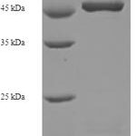 SDS-PAGE separation of QP7608 followed by commassie total protein stain results in a primary band consistent with reported data for Oligodendrocyte transcription factor 2. These data demonstrate Greater than 90% as determined by SDS-PAGE.