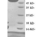 SDS-PAGE separation of QP7611 followed by commassie total protein stain results in a primary band consistent with reported data for Dihydropyrimidinase-related protein 1. These data demonstrate Greater than 90% as determined by SDS-PAGE.