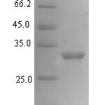 SDS-PAGE separation of QP7613 followed by commassie total protein stain results in a primary band consistent with reported data for Mediator of DNA damage checkpoint protein 1. These data demonstrate Greater than 90% as determined by SDS-PAGE.