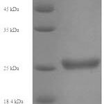 SDS-PAGE separation of QP7614 followed by commassie total protein stain results in a primary band consistent with reported data for KIR2DS1. These data demonstrate Greater than 90% as determined by SDS-PAGE.