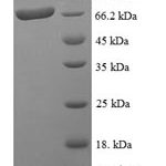 SDS-PAGE separation of QP7615 followed by commassie total protein stain results in a primary band consistent with reported data for SMARCB1. These data demonstrate Greater than 90% as determined by SDS-PAGE.