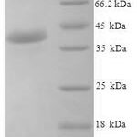 SDS-PAGE separation of QP7617 followed by commassie total protein stain results in a primary band consistent with reported data for Josephin-1. These data demonstrate Greater than 90% as determined by SDS-PAGE.