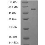 SDS-PAGE separation of QP7619 followed by commassie total protein stain results in a primary band consistent with reported data for PTPRR. These data demonstrate Greater than 90% as determined by SDS-PAGE.