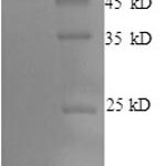 SDS-PAGE separation of QP7627 followed by commassie total protein stain results in a primary band consistent with reported data for Lingual antimicrobial peptide. These data demonstrate Greater than 90% as determined by SDS-PAGE.