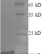 SDS-PAGE separation of QP7627 followed by commassie total protein stain results in a primary band consistent with reported data for Lingual antimicrobial peptide. These data demonstrate Greater than 90% as determined by SDS-PAGE.