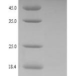 SDS-PAGE separation of QP7629 followed by commassie total protein stain results in a primary band consistent with reported data for Chaperone protein DnaK. These data demonstrate Greater than 90% as determined by SDS-PAGE.