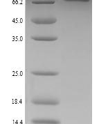 SDS-PAGE separation of QP7629 followed by commassie total protein stain results in a primary band consistent with reported data for Chaperone protein DnaK. These data demonstrate Greater than 90% as determined by SDS-PAGE.