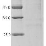 SDS-PAGE separation of QP7631 followed by commassie total protein stain results in a primary band consistent with reported data for Epididymal secretory protein E1. These data demonstrate Greater than 90% as determined by SDS-PAGE.