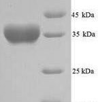 SDS-PAGE separation of QP7634 followed by commassie total protein stain results in a primary band consistent with reported data for Alpha-hemolysin. These data demonstrate Greater than 90% as determined by SDS-PAGE.