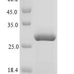 SDS-PAGE separation of QP7635 followed by commassie total protein stain results in a primary band consistent with reported data for Agouti-signaling protein. These data demonstrate Greater than 90% as determined by SDS-PAGE.