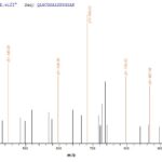 SEQUEST analysis of LC MS/MS spectra obtained from a run with QP7641 identified a match between this protein and the spectra of a peptide sequence that matches a region of Cd163.