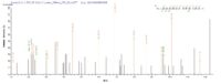 SEQUEST analysis of LC MS/MS spectra obtained from a run with QP7641 identified a match between this protein and the spectra of a peptide sequence that matches a region of Cd163.