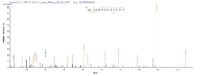 Additional SEQUEST analysis of the LC MS/MS spectra from QP7641 identified an additional between this protein and the spectra of another peptide sequence that matches a region of Cd163 confirming successful recombinant synthesis.