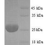 SDS-PAGE separation of QP7647 followed by commassie total protein stain results in a primary band consistent with reported data for Adiponectin / Acrp30 / ADIPOQ. These data demonstrate Greater than 90% as determined by SDS-PAGE.