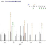 SEQUEST analysis of LC MS/MS spectra obtained from a run with QP7649 identified a match between this protein and the spectra of a peptide sequence that matches a region of PLBD2.