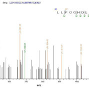 SEQUEST analysis of LC MS/MS spectra obtained from a run with QP7649 identified a match between this protein and the spectra of a peptide sequence that matches a region of PLBD2.