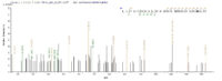 SEQUEST analysis of LC MS/MS spectra obtained from a run with QP7649 identified a match between this protein and the spectra of a peptide sequence that matches a region of PLBD2.