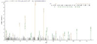 Additional SEQUEST analysis of the LC MS/MS spectra from QP7649 identified an additional between this protein and the spectra of another peptide sequence that matches a region of PLBD2 confirming successful recombinant synthesis.