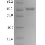 SDS-PAGE separation of QP7651 followed by commassie total protein stain results in a primary band consistent with reported data for Vacuolating cytotoxin autotransporter. These data demonstrate Greater than 80% as determined by SDS-PAGE.