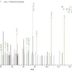 SEQUEST analysis of LC MS/MS spectra obtained from a run with QP7657 identified a match between this protein and the spectra of a peptide sequence that matches a region of TIGIT / VSTM3.