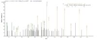 SEQUEST analysis of LC MS/MS spectra obtained from a run with QP7657 identified a match between this protein and the spectra of a peptide sequence that matches a region of TIGIT / VSTM3.