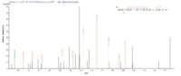 Additional SEQUEST analysis of the LC MS/MS spectra from QP7657 identified an additional between this protein and the spectra of another peptide sequence that matches a region of TIGIT / VSTM3 confirming successful recombinant synthesis.