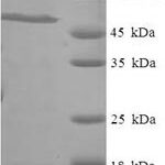 SDS-PAGE separation of QP7659 followed by commassie total protein stain results in a primary band consistent with reported data for RALGPS1. These data demonstrate Greater than 90% as determined by SDS-PAGE.