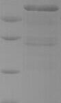 SDS-PAGE separation of QP7670 followed by commassie total protein stain results in a primary band consistent with reported data for Foldase protein PrsA. These data demonstrate Greater than 90% as determined by SDS-PAGE.