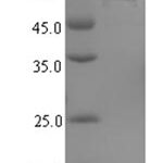 SDS-PAGE separation of QP7676 followed by commassie total protein stain results in a primary band consistent with reported data for L-ornithine N(5)-monooxygenase. These data demonstrate Greater than 90% as determined by SDS-PAGE.