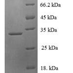 SDS-PAGE separation of QP7680 followed by commassie total protein stain results in a primary band consistent with reported data for PDZD11 / PDZK11 / PISP. These data demonstrate Greater than 90% as determined by SDS-PAGE.