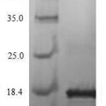 SDS-PAGE separation of QP7682 followed by commassie total protein stain results in a primary band consistent with reported data for Kita-kyushu lung cancer antigen 1. These data demonstrate Greater than 80% as determined by SDS-PAGE.