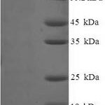 SDS-PAGE separation of QP7683 followed by commassie total protein stain results in a primary band consistent with reported data for Caprin-1. These data demonstrate Greater than 90% as determined by SDS-PAGE.