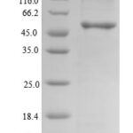 SDS-PAGE separation of QP7684 followed by commassie total protein stain results in a primary band consistent with reported data for Clavesin-2. These data demonstrate Greater than 90% as determined by SDS-PAGE.