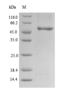 SDS-PAGE separation of QP7684 followed by commassie total protein stain results in a primary band consistent with reported data for Clavesin-2. These data demonstrate Greater than 90% as determined by SDS-PAGE.