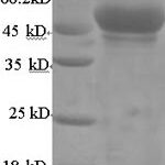 SDS-PAGE separation of QP7685 followed by commassie total protein stain results in a primary band consistent with reported data for Hadh