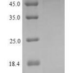 SDS-PAGE separation of QP7692 followed by commassie total protein stain results in a primary band consistent with reported data for Semaphorin 3A / SEMA3A. These data demonstrate Greater than 90% as determined by SDS-PAGE.