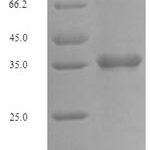 SDS-PAGE separation of QP7695 followed by commassie total protein stain results in a primary band consistent with reported data for Fc receptor-like protein 6. These data demonstrate Greater than 90% as determined by SDS-PAGE.