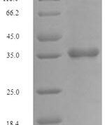 SDS-PAGE separation of QP7695 followed by commassie total protein stain results in a primary band consistent with reported data for Fc receptor-like protein 6. These data demonstrate Greater than 90% as determined by SDS-PAGE.