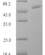 SDS-PAGE separation of QP7702 followed by commassie total protein stain results in a primary band consistent with reported data for Influenza A H2N2 (strain A / Mallard / New York / 6750 / 1978) Hemagglutinin. These data demonstrate Greater than 90% as determined by SDS-PAGE.