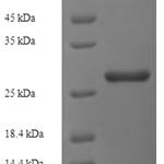 SDS-PAGE separation of QP7703 followed by commassie total protein stain results in a primary band consistent with reported data for Nqo2. These data demonstrate Greater than 90% as determined by SDS-PAGE.