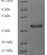 SDS-PAGE separation of QP7703 followed by commassie total protein stain results in a primary band consistent with reported data for Nqo2. These data demonstrate Greater than 90% as determined by SDS-PAGE.