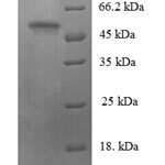 SDS-PAGE separation of QP7705 followed by commassie total protein stain results in a primary band consistent with reported data for PDZK1. These data demonstrate Greater than 90% as determined by SDS-PAGE.