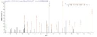 SEQUEST analysis of LC MS/MS spectra obtained from a run with QP7706 identified a match between this protein and the spectra of a peptide sequence that matches a region of Adipocyte enhancer-binding protein 1.