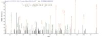 Additional SEQUEST analysis of the LC MS/MS spectra from QP7706 identified an additional between this protein and the spectra of another peptide sequence that matches a region of Adipocyte enhancer-binding protein 1 confirming successful recombinant synthesis.