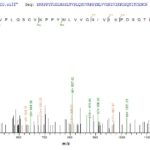 SEQUEST analysis of LC MS/MS spectra obtained from a run with QP7708 identified a match between this protein and the spectra of a peptide sequence that matches a region of ERVK-6.