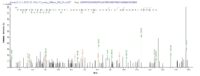 SEQUEST analysis of LC MS/MS spectra obtained from a run with QP7708 identified a match between this protein and the spectra of a peptide sequence that matches a region of ERVK-6.