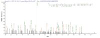 Additional SEQUEST analysis of the LC MS/MS spectra from QP7708 identified an additional between this protein and the spectra of another peptide sequence that matches a region of ERVK-6 confirming successful recombinant synthesis.